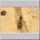 Dipogon subintermedius - Wegwespe 08d 7mm Sandgrube Niedringhaussee - beim Eintrag einer Spinne.jpg